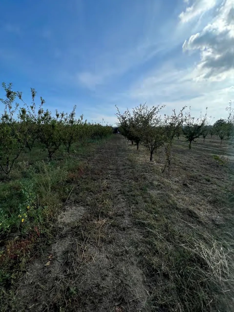 Terreno a Calvizzano (Napoli) — foto 1