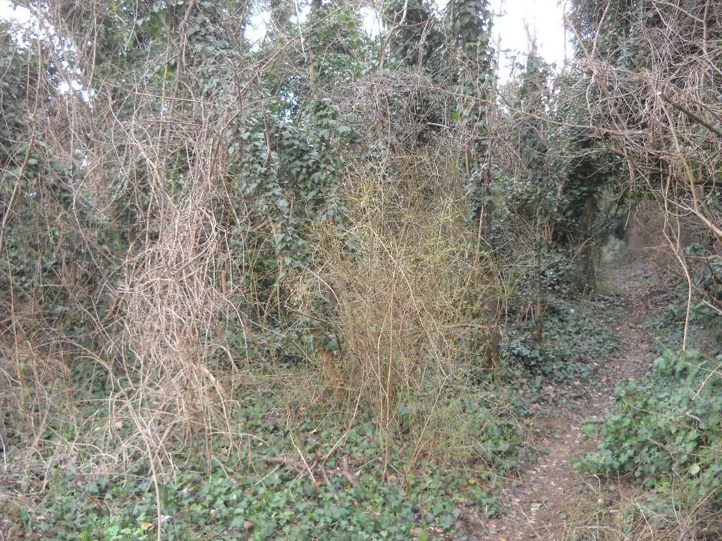 Terreno a Valenza (Alessandria) — foto 1