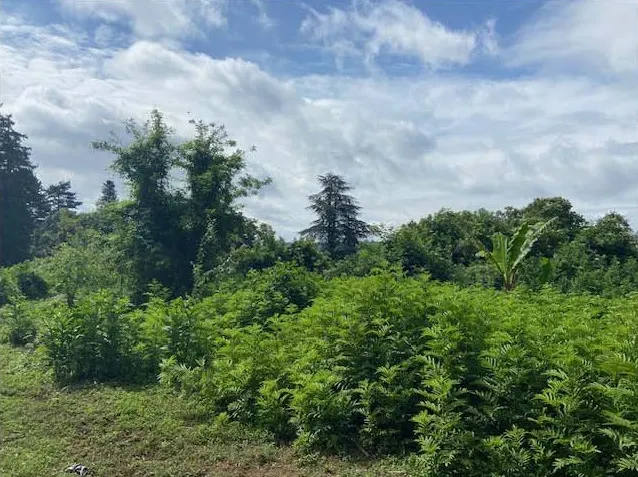 Terreno a Velletri (Roma) — foto 1