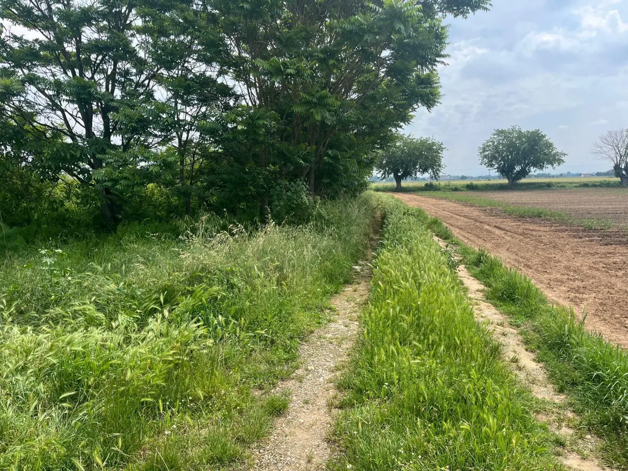 Terreno a Alessandria (Alessandria) — foto 1