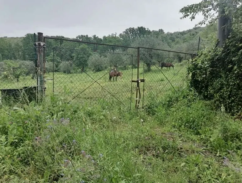 Terreno a Ferentino (Frosinone) — foto 1