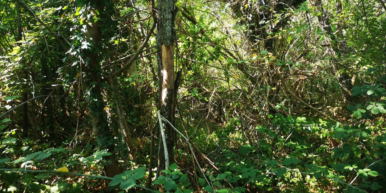 Terreno a Cercemaggiore (Campobasso) — foto 1