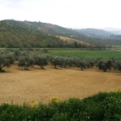 Terreno
