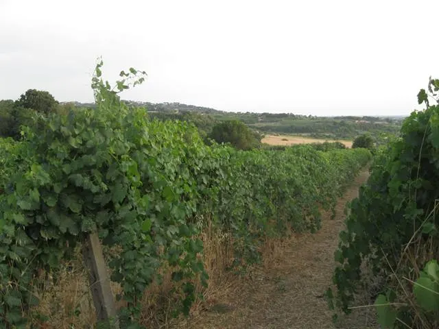 Terreno a Grottaferrata (Roma) — foto 1