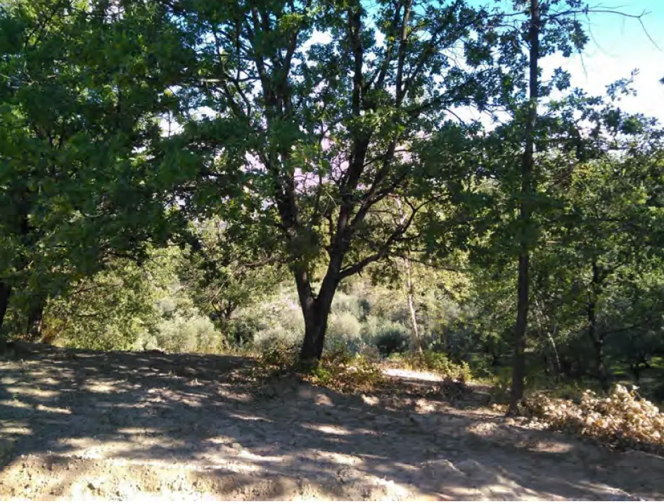 Terreno a Sant'Arcangelo (Potenza) — foto 1