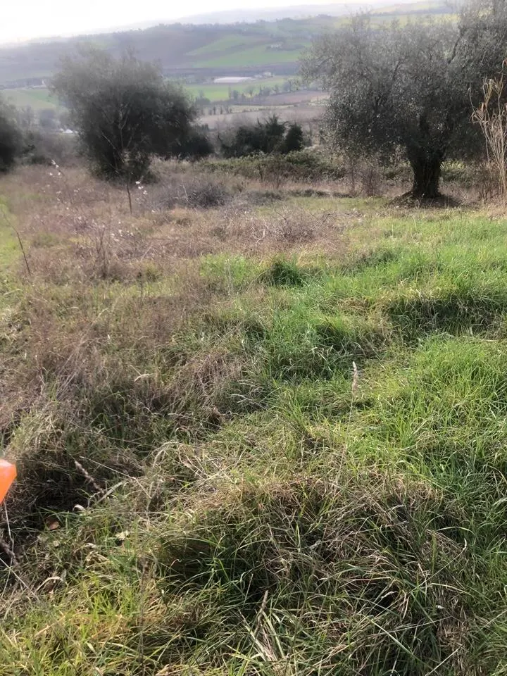 Terreno a Gradara (Pesaro e Urbino) — foto 1