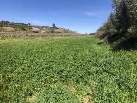 Terreno