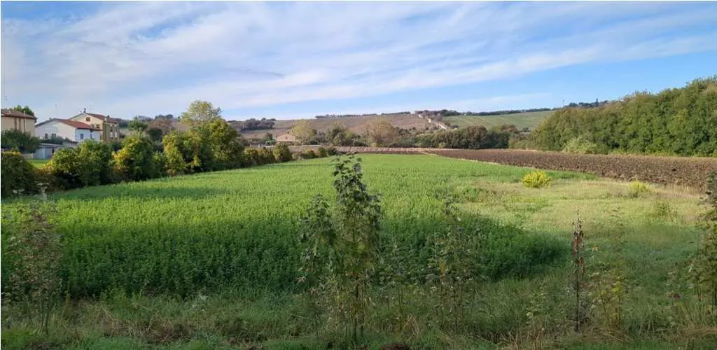 Terreno a Mondolfo (Pesaro e Urbino) — foto 1