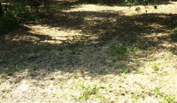 Terreno a Fondi (Latina) — foto 1