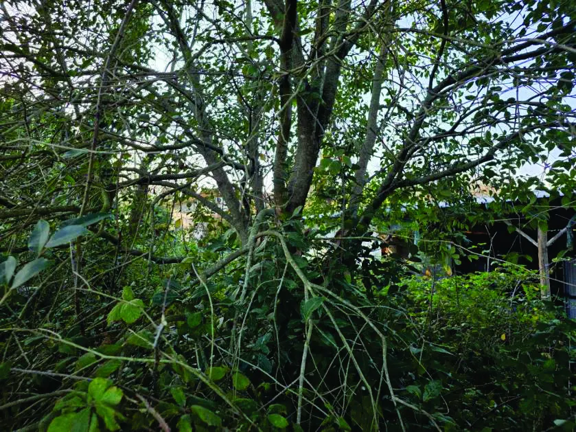Terreno a Latina (Latina) — foto 1