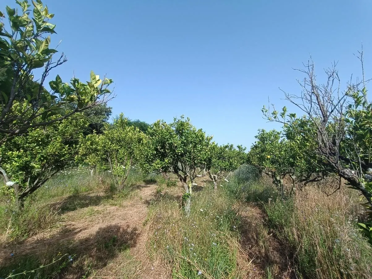 Terreno a Feroleto della Chiesa (Reggio di Calabria) — foto 1