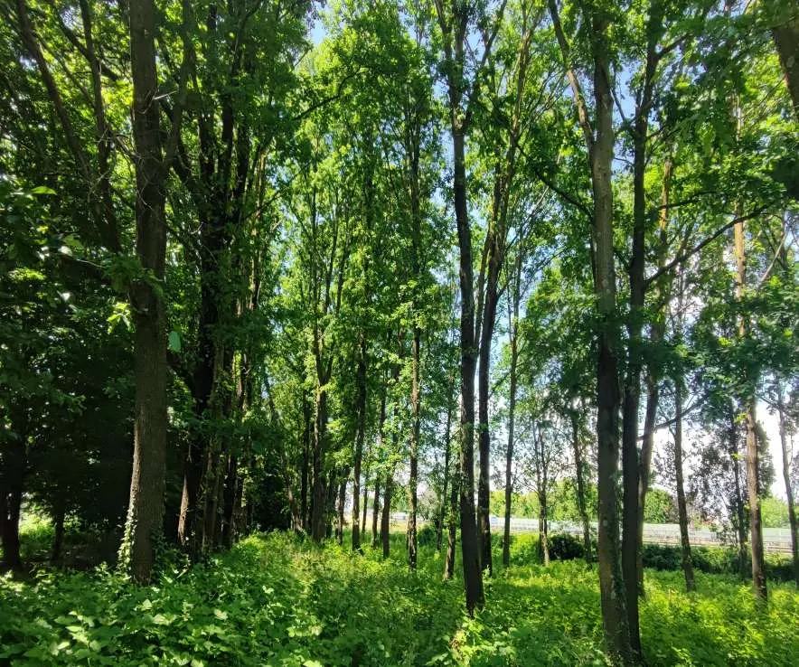 Terreno a Treviso (Treviso) — foto 1