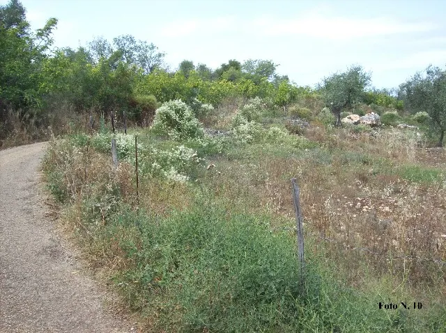 Terreno a Carpino (Foggia) — foto 1
