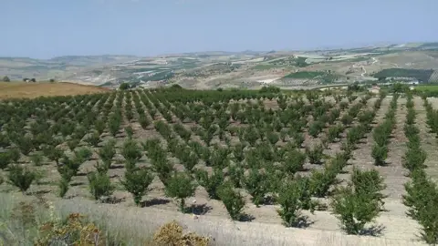 Terreno