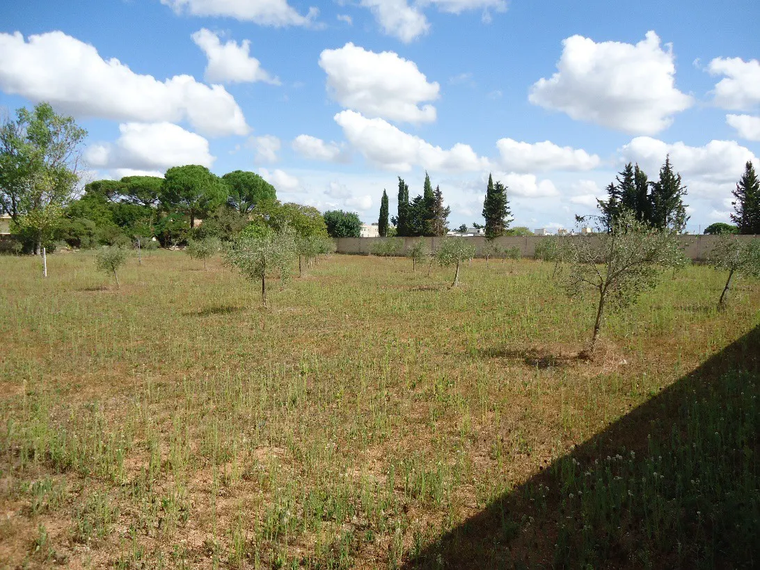 Terreno a Torre Santa Susanna (Brindisi) — foto 1
