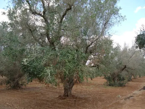 Terreno