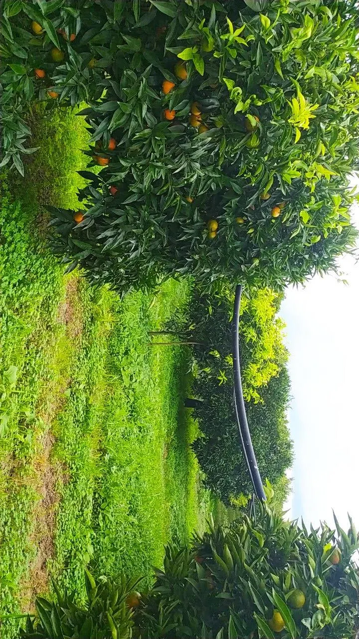 Terreno a San Ferdinando (Reggio di Calabria) — foto 1