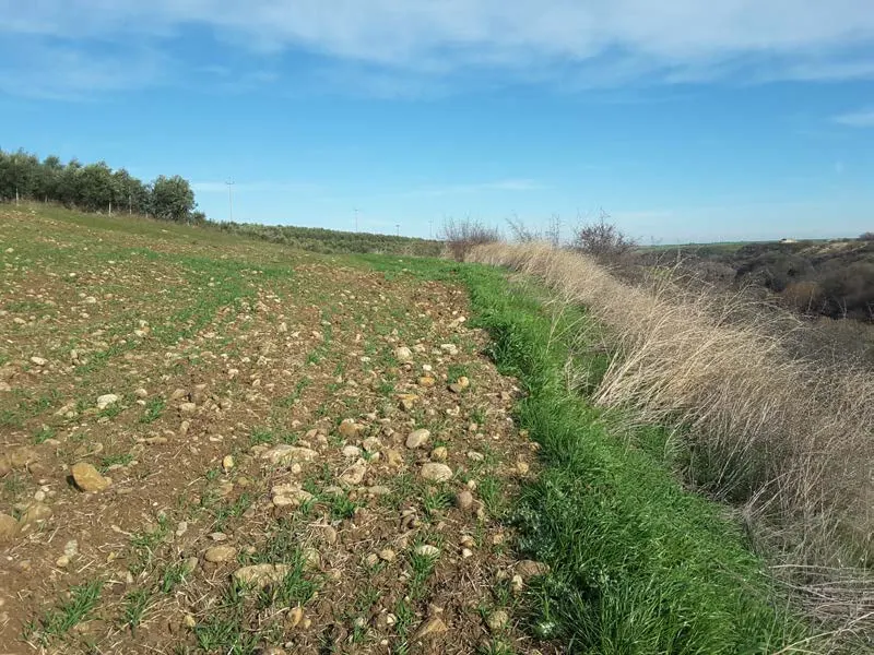 Terreno a Venosa (Potenza) — foto 1
