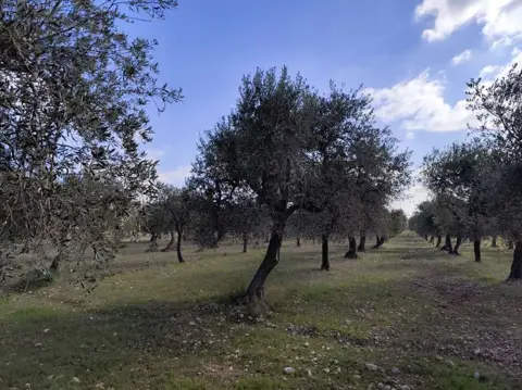 Terreno
