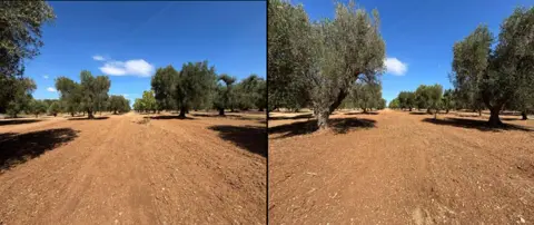 Terreno