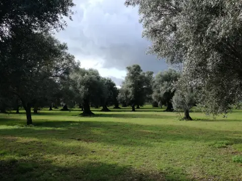 Terreno