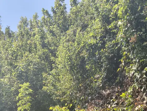 Terreno