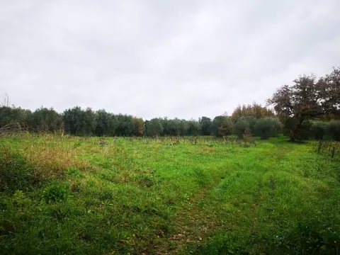 Terreno