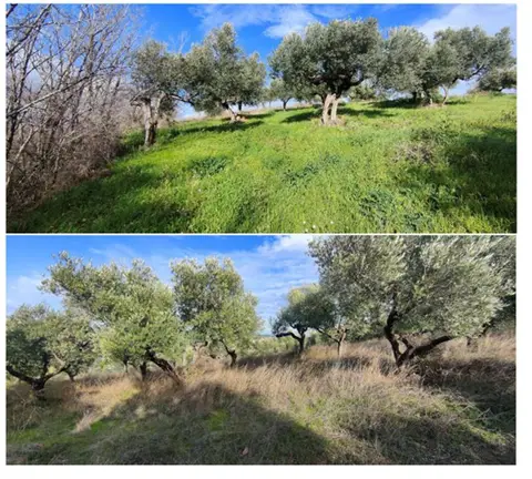Terreno